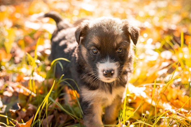 Portrait of a little puppy in park in autumn. Cute small dog playing in autumn leaves in the park