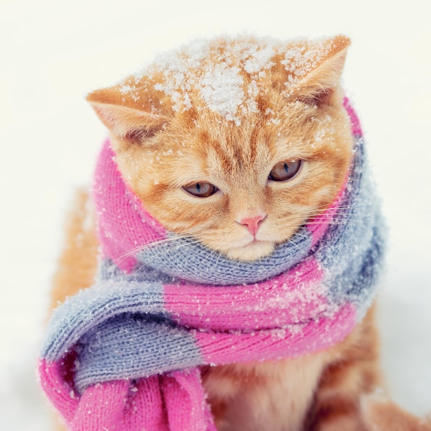 Portrait of a little red kitten wearing knitted scarf outdoors in winter