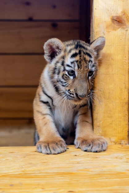 Photo portrait of a little tiger cub year of the tiger high quality photo