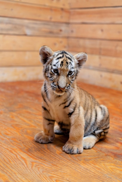 Portrait of a little tiger cub year of the tiger high quality\
photo