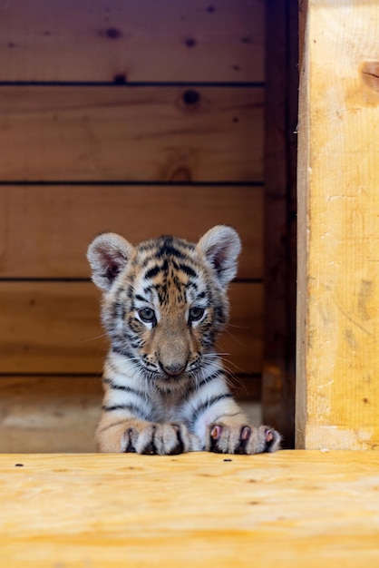 Portrait of a little tiger cub Year of the tiger High quality photo