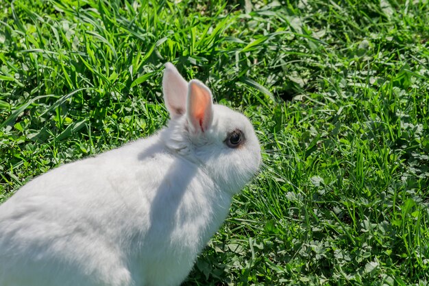 Portrait of little white rabbit sitting in the grass