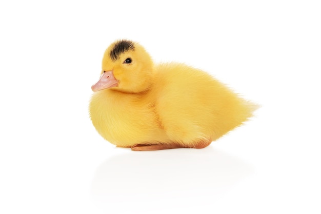 portrait of a little yellow duckling with a spot on his head isolated on white background