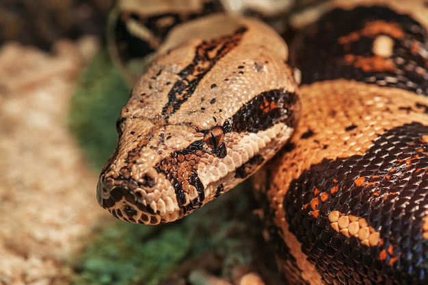 Photo portrait of live african rock python