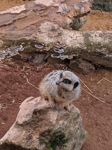 Photo portrait of lizard on rock