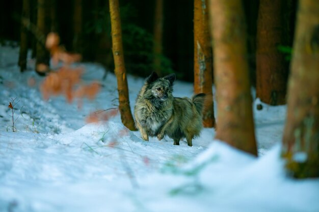 Photo portrait of lizard on snow covered land