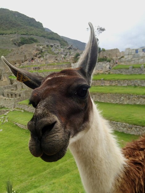 Portrait of llama on field