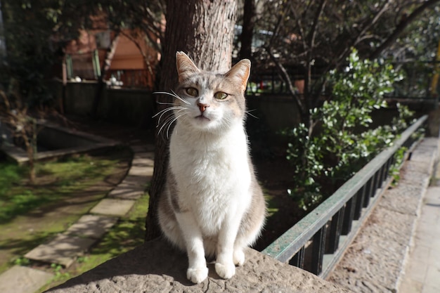 孤独で美しい野良猫の肖像画。