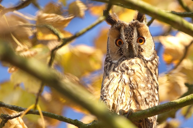 Photo portrait of long-eared owl on branch