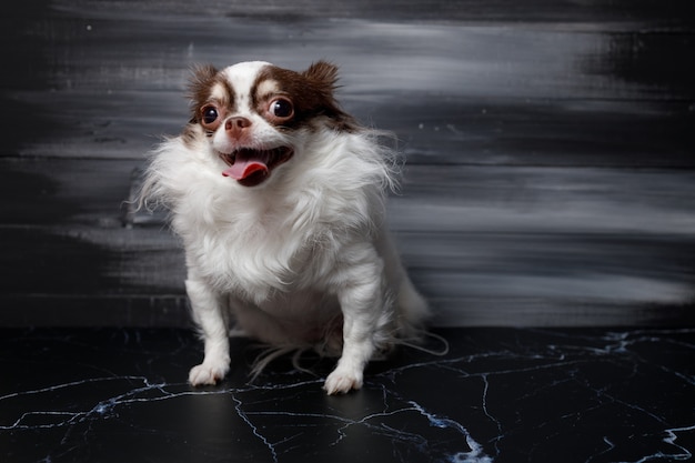 A portrait of long haired chihuahua dog isolated on black background