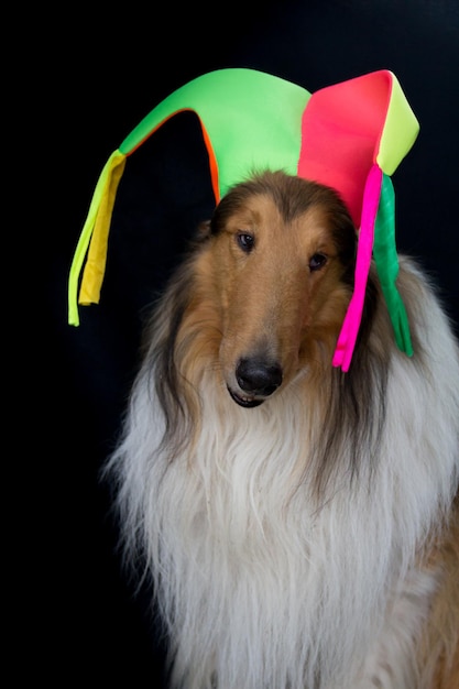 Photo portrait of a long-haired collie with a harlequin hat, isolated on black background