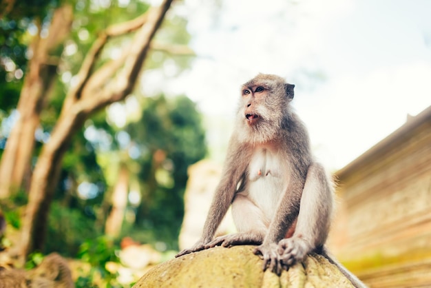 Portrait of long tailed monkey smiling to camera