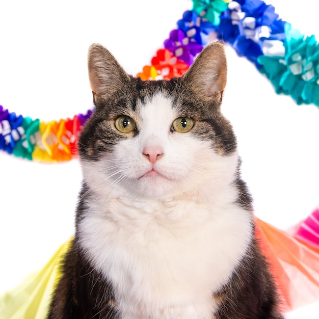 Photo portrait of a looking cat with birthday garlands