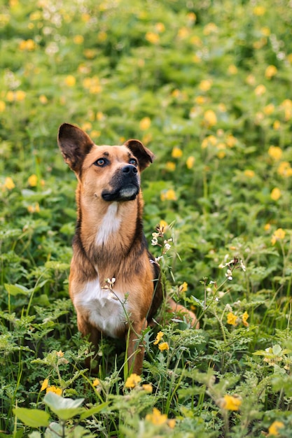 Portrait of a lovely dog in a field of flowers