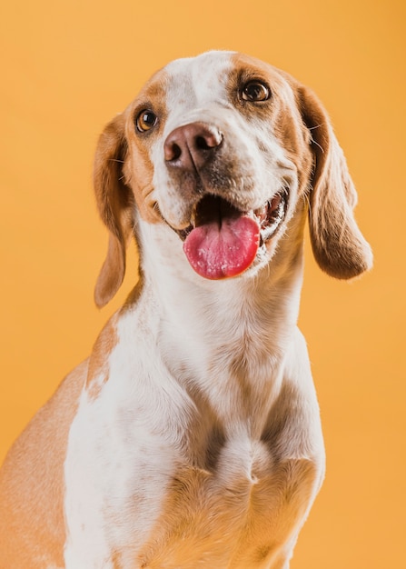 Photo portrait of lovely dog sticking out his tongue