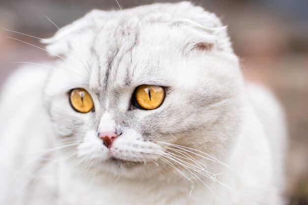 Portrait of a lovely kitten sitting