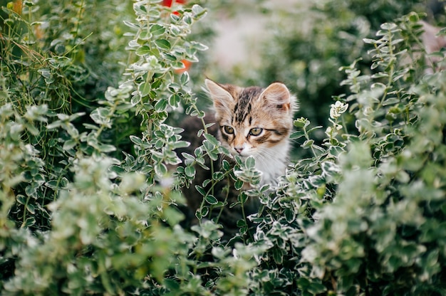 Ritratto del gattino adorabile nell'erba verde di estate.