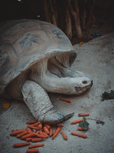 A portrait of a lovely land turtle