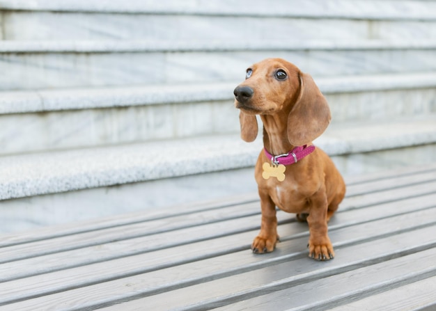 Ritratto di adorabile giovane cucciolo di bassotto all'aperto