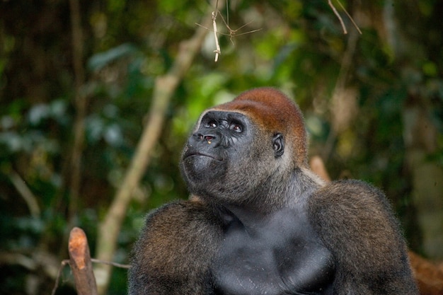 Portrait of lowland gorilla. Republic of the Congo.