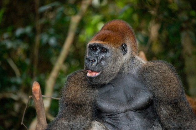 Portrait of lowland gorilla. Republic of the Congo.