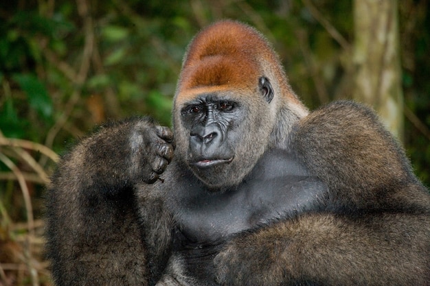 Portrait of lowland gorilla. Republic of the Congo.