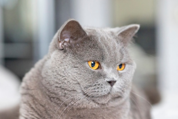 Portrait of lying gray cat with orange eyes close-up. British blue Shorthair cat.