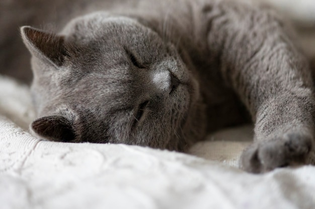 Portrait of lying gray cat with orange eyes close-up. British blue Shorthair cat.