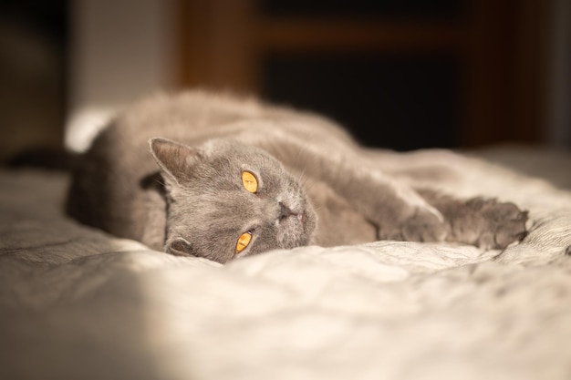 Ritratto di gatto grigio sdraiato con occhi arancioni