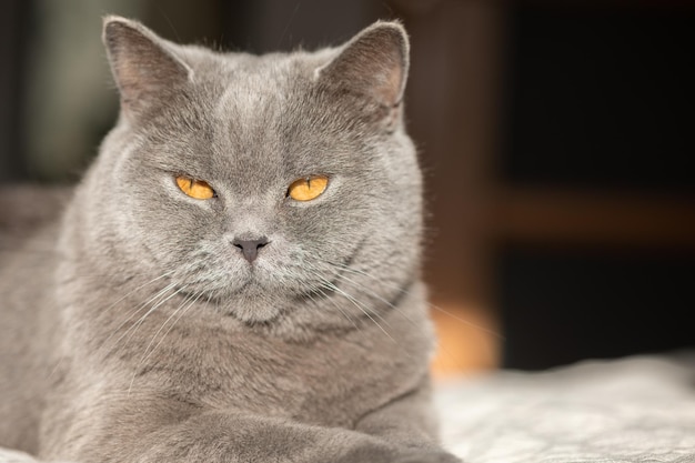 Portrait of lying gray cat with orange eyes