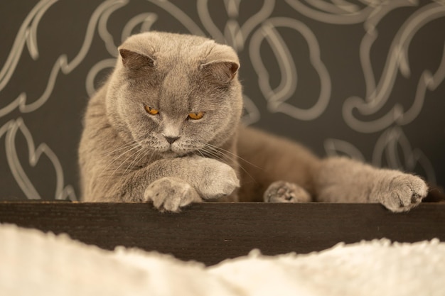 Ritratto di gatto grigio sdraiato con occhi arancioni