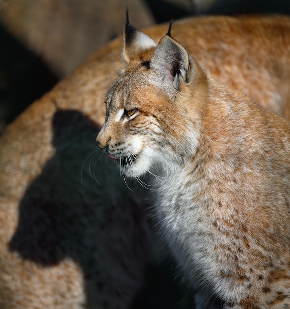 Portrait of a lynx sitting in profile on the street sunny day