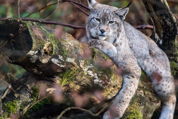 Foto ritratto di lince sull'albero