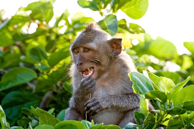 Portrait of a macaque. Indonesia. The island of Bali.