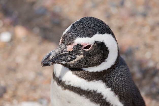 Portrait of a magellanic penguin