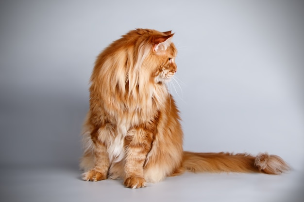 Portrait of a Maine Coon cat on colored wall