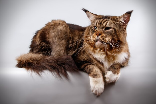 Portrait of a Maine Coon cat on colored wall
