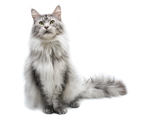 Portrait of  Maine Coon cat. Curious young grey striped cat isolated on white surface.