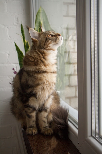 Portrait of a Maine Coon kitten sitting on a windowsill