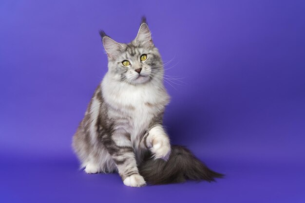 Portrait of Maine Shag Cat with yellow eyes sitting with one paw raised looking at camera on blue