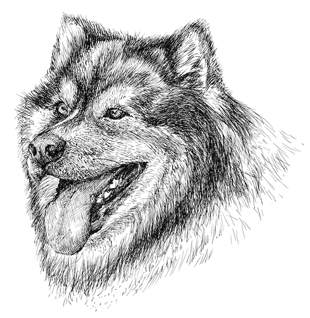 Portrait of a malamute dog in black and white on a white background painted by hand with a gel pen