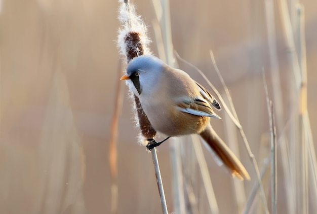 Portrait of male beardid tit on the reed.