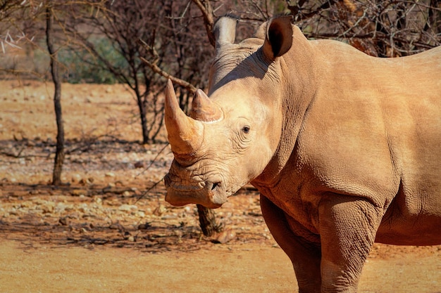 Portrait of a male bull white Rhino grazing in Etosha National park Namibia Wild african animals Close up of a rhino