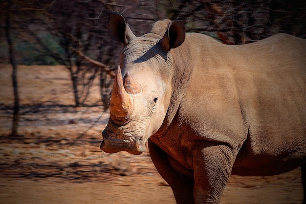 Portrait of a male bull white Rhino grazing in Etosha National park Namibia Wild african animals Close up of a rhino