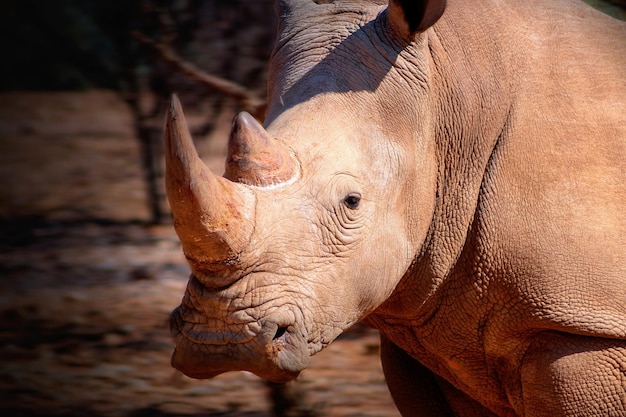 Портрет самца белого носорога, пасущегося в Национальном парке Этоша Намибии Дикие африканские животные Крупный план носорога