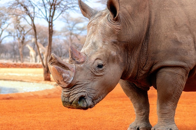 エトーシャ国立公園で放牧している雄牛のシロサイの肖像ナミビア野生のアフリカの動物サイのクローズアップ