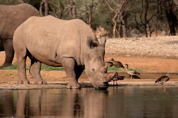 Portrait of a male bull white Rhino grazing in Etosha National park Namibia Wild african animals