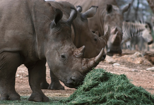 Portrait of a male bull white Rhino grazing in Etosha National park, Namibia