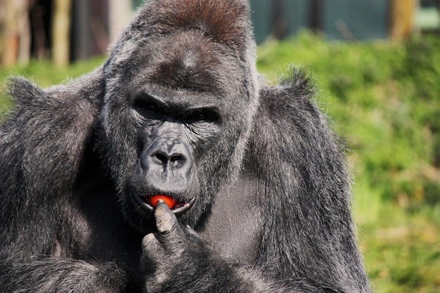 Foto ritratto di un gorilla maschio che mangia pomodori allo zoo