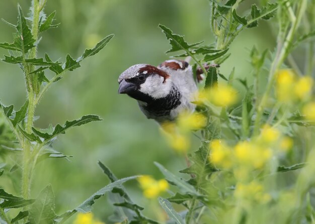 Portrait of male house sparrow on the flowers. Close up and detailed picture